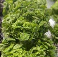 SALADE FEUILLE CHENE BLONDE piece