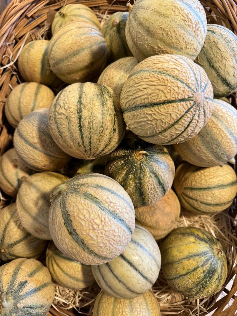 MELON PETIT cal 18