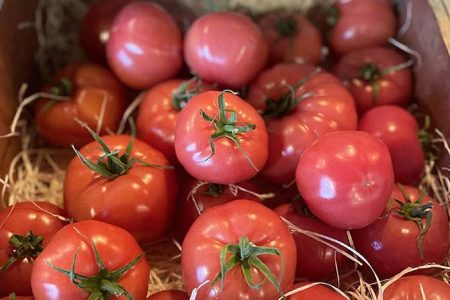 tomate rose berne