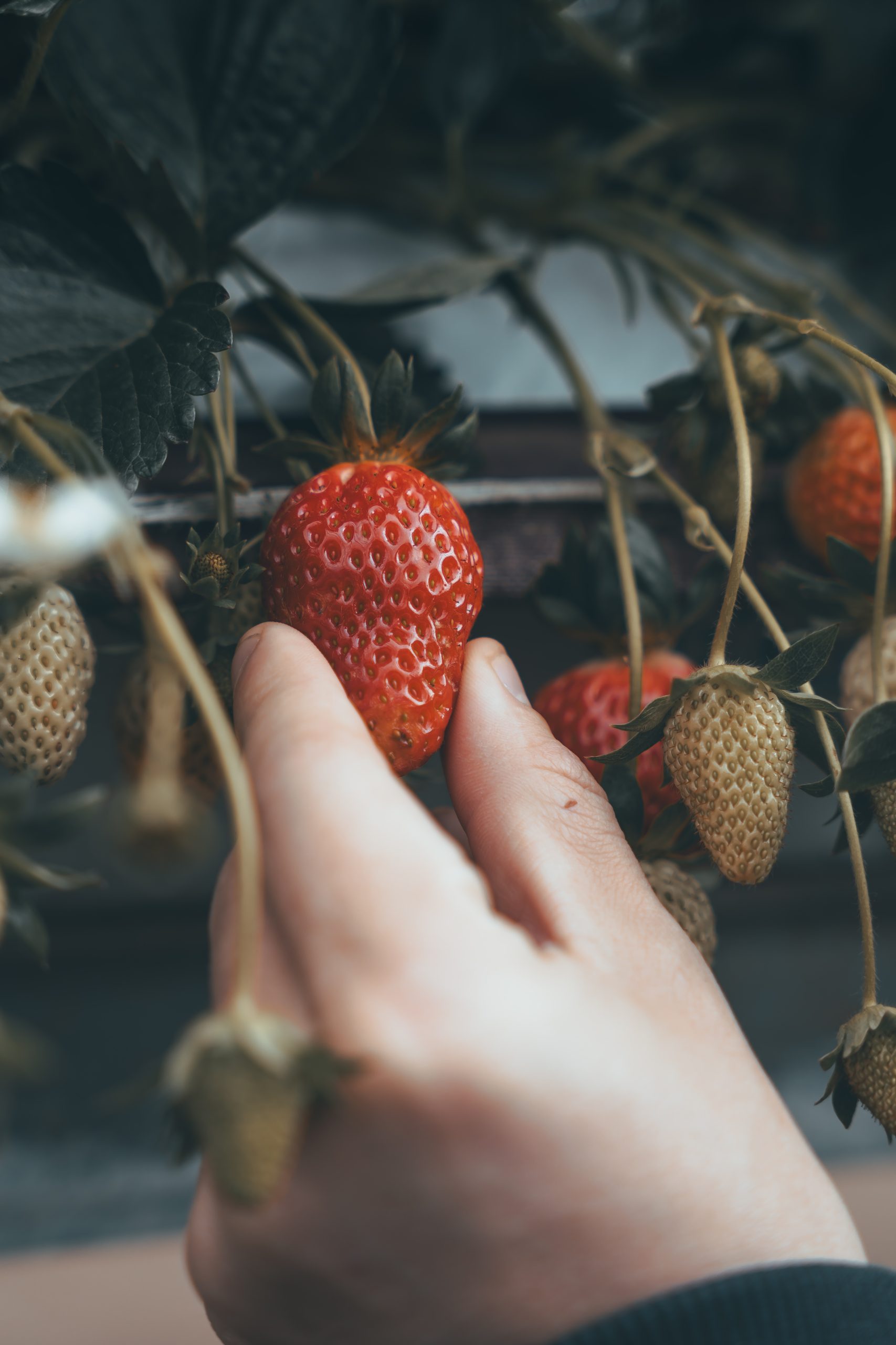 Fraises